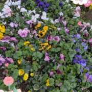 ヒメ日記 2026/03/09 10:06 投稿 神里 熟女の風俗最終章 新横浜店