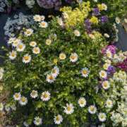 ヒメ日記 2026/03/27 08:12 投稿 神里 熟女の風俗最終章 新横浜店