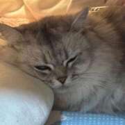 こはる ラテ🍓 カルテDayShift（新宿）