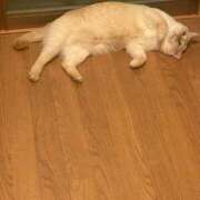 ヒメ日記 2025/10/12 10:11 投稿 うさぎ 櫻女学院