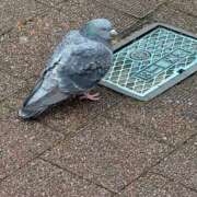 ヒメ日記 2026/02/08 14:54 投稿 うさぎ 櫻女学院