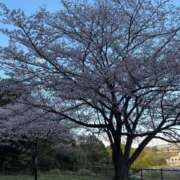 ヒメ日記 2026/04/02 17:16 投稿 うさぎ 櫻女学院