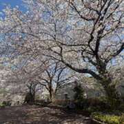 ヒメ日記 2026/04/03 14:26 投稿 うさぎ 櫻女学院