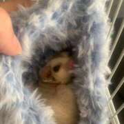 ヒメ日記 2025/12/31 09:05 投稿 さゆみ 町田人妻城