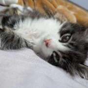 ヒメ日記 2026/04/20 14:47 投稿 りおん ビデオdeはんど熊本校（アクセスグループ）