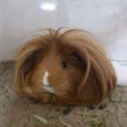 ヒメ日記 2026/04/09 10:57 投稿 しっぷ ぽっちゃり巨乳専門木更津君津ちゃんこin千葉