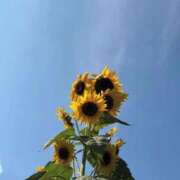 ヒメ日記 2025/09/15 22:01 投稿 ハルヒ ピンクコレクション大阪