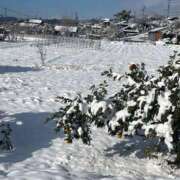 ヒメ日記 2025/12/08 17:39 投稿 ハルヒ ピンクコレクション大阪キタ店