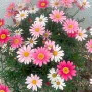 ヒメ日記 2025/08/27 21:32 投稿 文園 ゆま 30代40代50代と遊ぶなら博多人妻専科24時