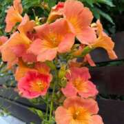 ヒメ日記 2025/09/06 08:15 投稿 文園 ゆま 30代40代50代と遊ぶなら博多人妻専科24時