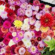 ヒメ日記 2025/10/16 21:10 投稿 鷲尾じゅん ドクトル・ストレッチ