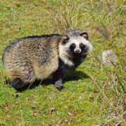 鷲尾じゅん たぬき🐕 ドクトル・ストレッチ