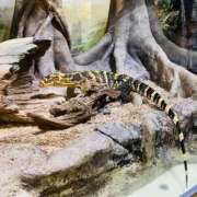 ヒメ日記 2026/01/15 23:46 投稿 鷲尾じゅん ドクトル・ストレッチ