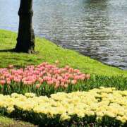 鷲尾じゅん ちゅーりっぷ🌷 ドクトル・ストレッチ