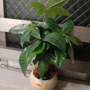 ヒメ日記 2025/11/24 11:08 投稿 雪乃 フォーシーズン