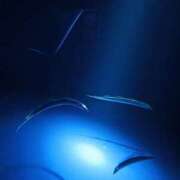 雪乃 ( ¯꒳​¯ )ᐝ1月のご予約について⚠ フォーシーズン