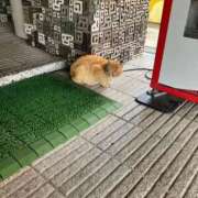 ヒメ日記 2026/06/24 11:05 投稿 芽愛里-めあり- 人妻倶楽部 花椿大崎店