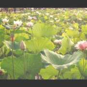 ヒメ日記 2025/09/27 23:51 投稿 葵　ふうか ナディア（奈良）