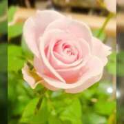 ヒメ日記 2025/10/28 11:41 投稿 葵　ふうか ナディア（奈良）