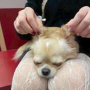 ヒメ日記 2025/11/07 00:11 投稿 葵　ふうか ナディア（奈良）