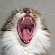 ヒメ日記 2025/10/13 22:32 投稿 小林紀香 五十路マダム富山店(カサブランカグループ)