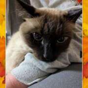 ヒメ日記 2025/10/26 20:36 投稿 小林紀香 五十路マダム富山店(カサブランカグループ)