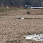 ヒメ日記 2026/01/15 21:24 投稿 小林紀香 五十路マダム富山店(カサブランカグループ)