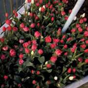 しろ 最近ずっと、 治療院.LOVE小山店