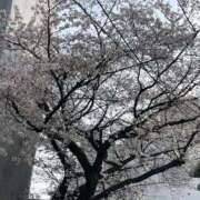 ヒメ日記 2026/04/05 15:09 投稿 ひろの 即トク奥さん