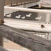 ヒメ日記 2026/03/20 19:00 投稿 こずえ 奥様の実話 梅田店