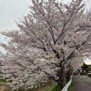 ヒメ日記 2026/04/08 17:34 投稿 みも ぽっちゃり巨乳専門木更津君津ちゃんこin千葉