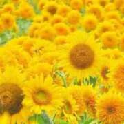 ヒメ日記 2025/09/17 14:18 投稿 安田 西川口デッドボール