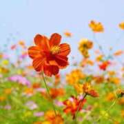 ヒメ日記 2025/10/27 11:28 投稿 安田 西川口デッドボール