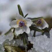 安田 出勤予定🗓️ 西川口デッドボール