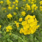 ヒメ日記 2025/10/19 08:25 投稿 えな ○コキクリニック～○○クリニックシリーズ～