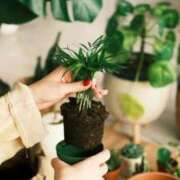 ヒメ日記 2025/09/19 13:16 投稿 るい 完熟ばなな八王子