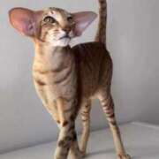 ヒメ日記 2025/09/29 10:46 投稿 るい 完熟ばなな八王子