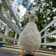 ヒメ日記 2025/12/26 16:19 投稿 るい 完熟ばなな八王子