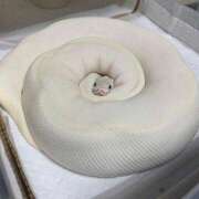 ヒメ日記 2026/01/01 13:49 投稿 るい 完熟ばなな八王子