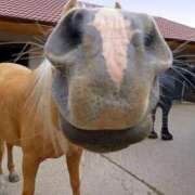 ヒメ日記 2026/01/01 17:09 投稿 るい 完熟ばなな八王子