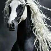 ヒメ日記 2026/01/01 20:09 投稿 るい 完熟ばなな八王子