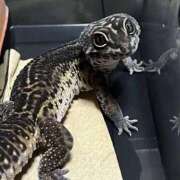 ヒメ日記 2026/01/02 12:59 投稿 るい 完熟ばなな八王子