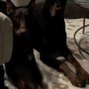 ヒメ日記 2026/01/16 11:29 投稿 るい 完熟ばなな八王子