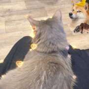 ヒメ日記 2025/08/31 12:16 投稿 アミ ラブコレクション