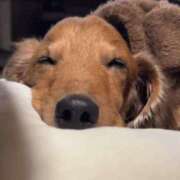 アミ 実は愛犬が3匹います?? ラブコレクション