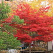 ヒメ日記 2025/11/07 07:30 投稿 みかづき 奥鉄オクテツ奈良