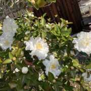 ヒメ日記 2025/12/26 07:35 投稿 みかづき 奥鉄オクテツ奈良