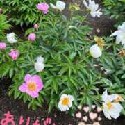 ナギサ なぎさです🪷 ミセスClub