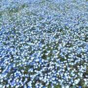 ヒメ日記 2026/04/23 07:58 投稿 あさぎ 横浜人妻花壇本店