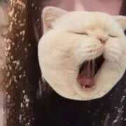 ヒメ日記 2025/12/09 08:01 投稿 藤堂ユリカ メイドin中野（東京ハレ系）